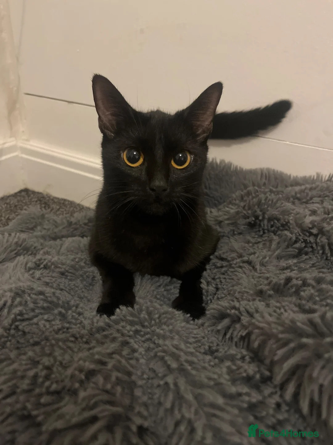 Mixed Breed cats for sale: Beautiful Black Kitten Looking for a Loving Home - Advert 1