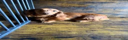 Miniature Dachshund dogs for sale: Long fur miniature dachshund  - Advert 4