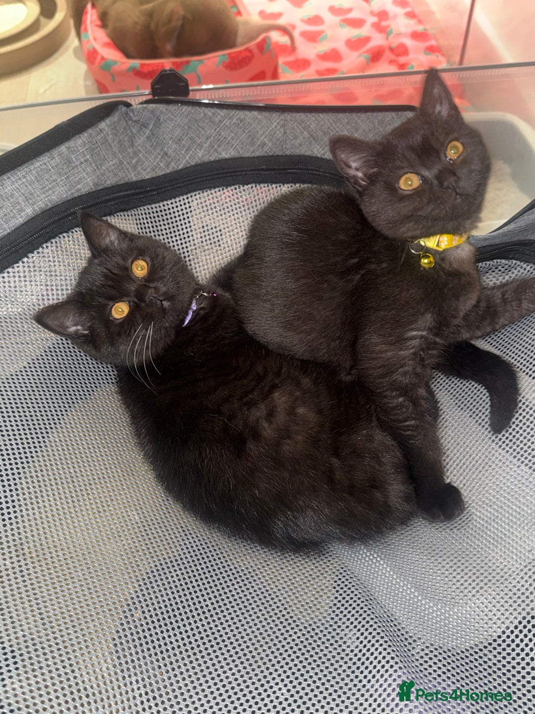 British Shorthair cats for sale: British shorthair STUNNING black kitten - Advert 4