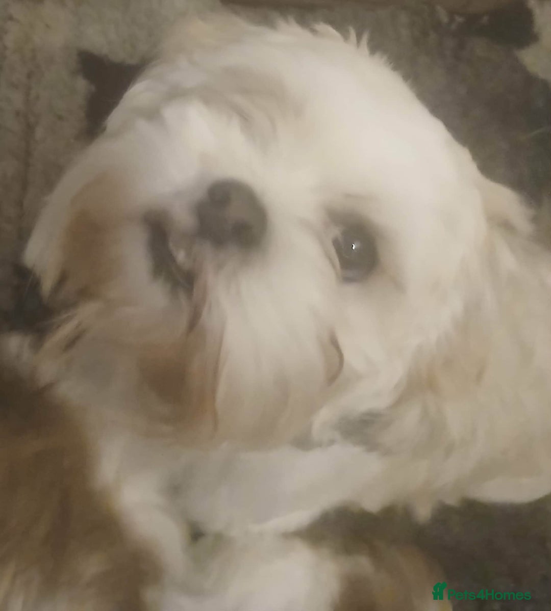 Lhasa Apso dogs for sale: 2 girl lahsa apso puppies for sale  - Advert 8