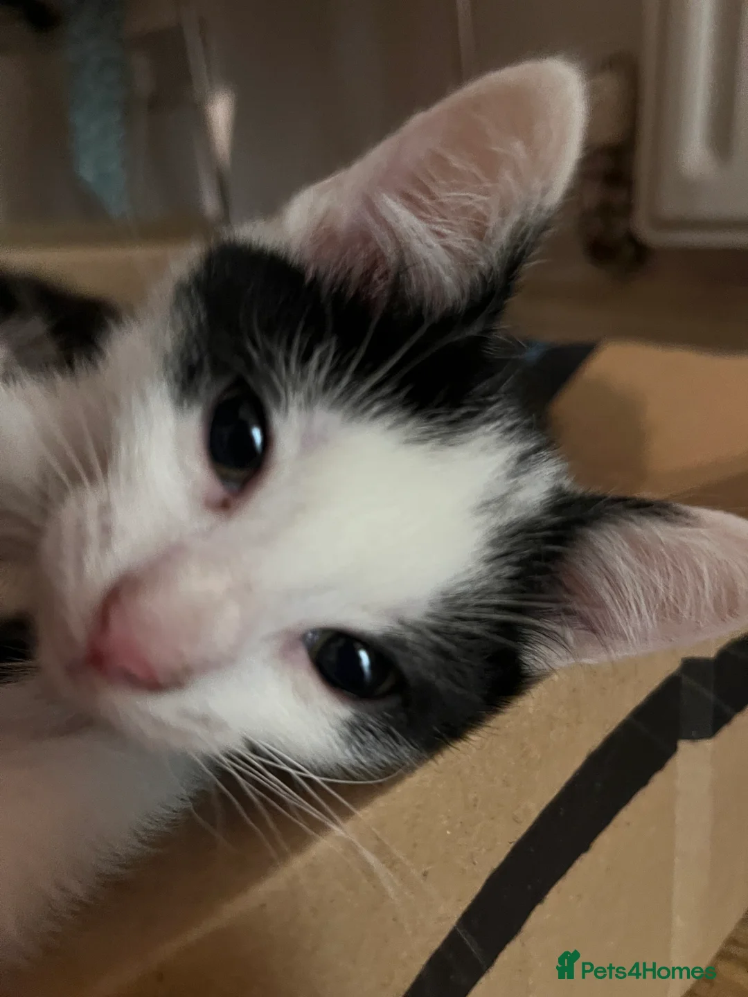 Mixed Breed cats for sale: 5 male kittens ready to find their forever homes.  - Advert 11