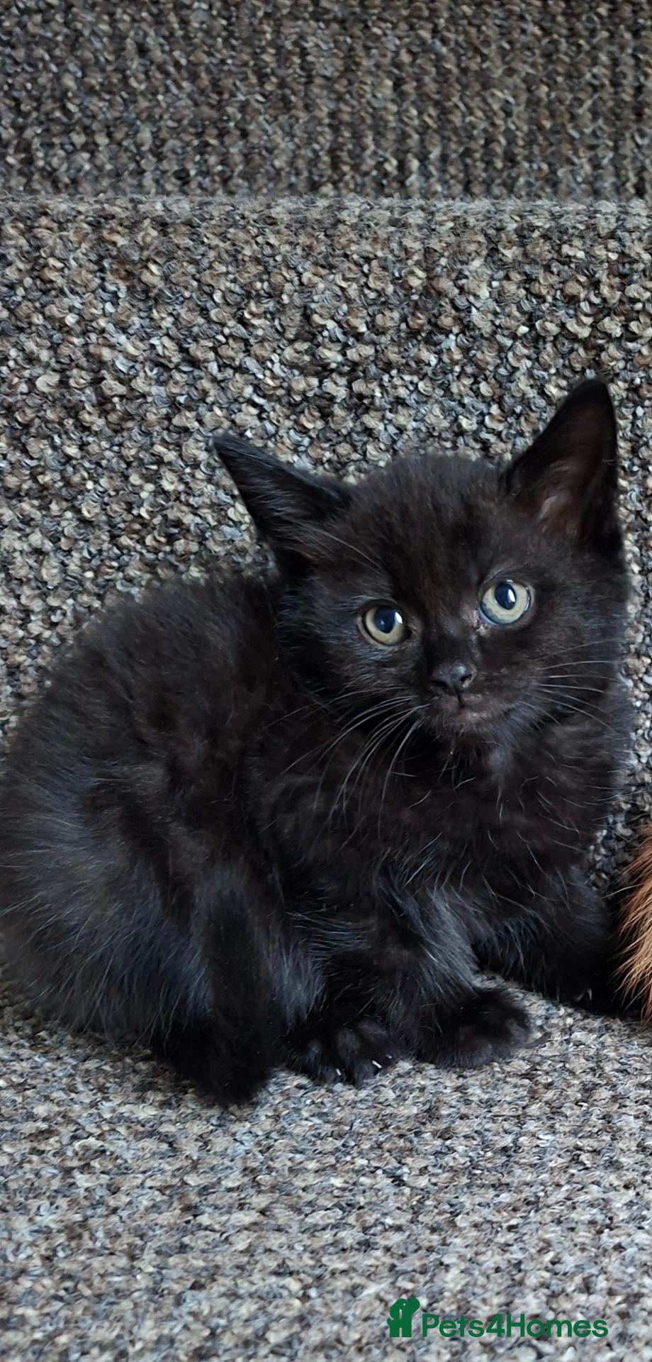 Mixed Breed cats Black Male Kitten - Advert 1