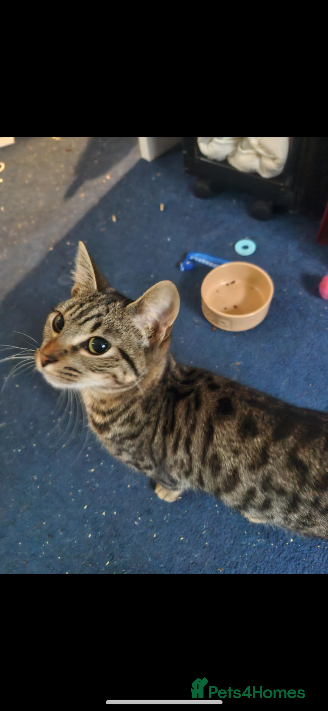 Mixed Breed cats for sale: Rescue cats- adults 🧡 - Advert 7