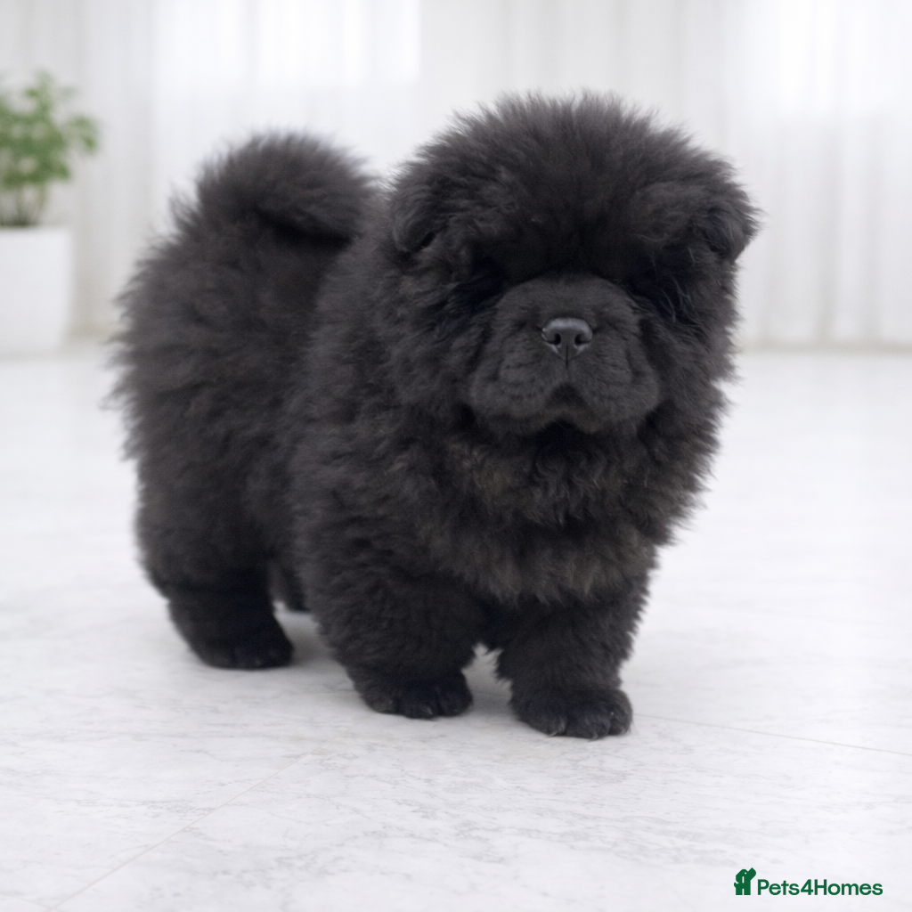 Chow Chow dogs 🧸🧸Beautiful Chow Chow Puppies🧸🧸 - Advert 3