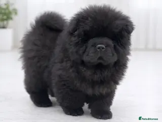 Chow Chow dogs 🧸🧸Beautiful Chow Chow Puppies🧸🧸 - Advert 4