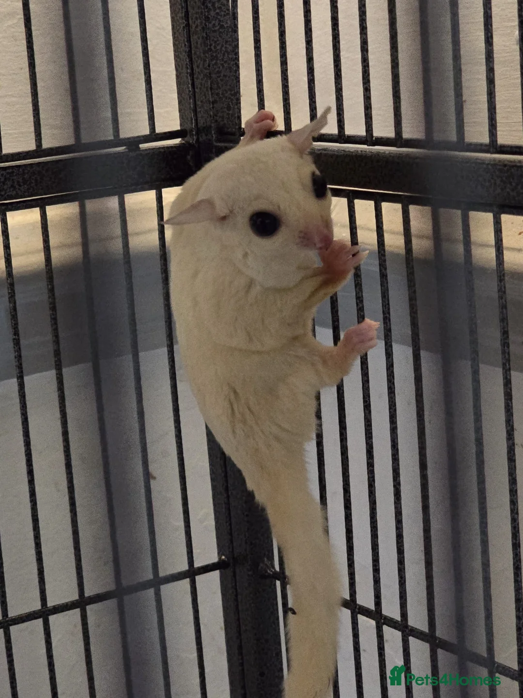 Sugar Glider rodents for sale: A breeding pair off sugar gliders - Advert 2