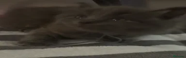 Long haired Grey