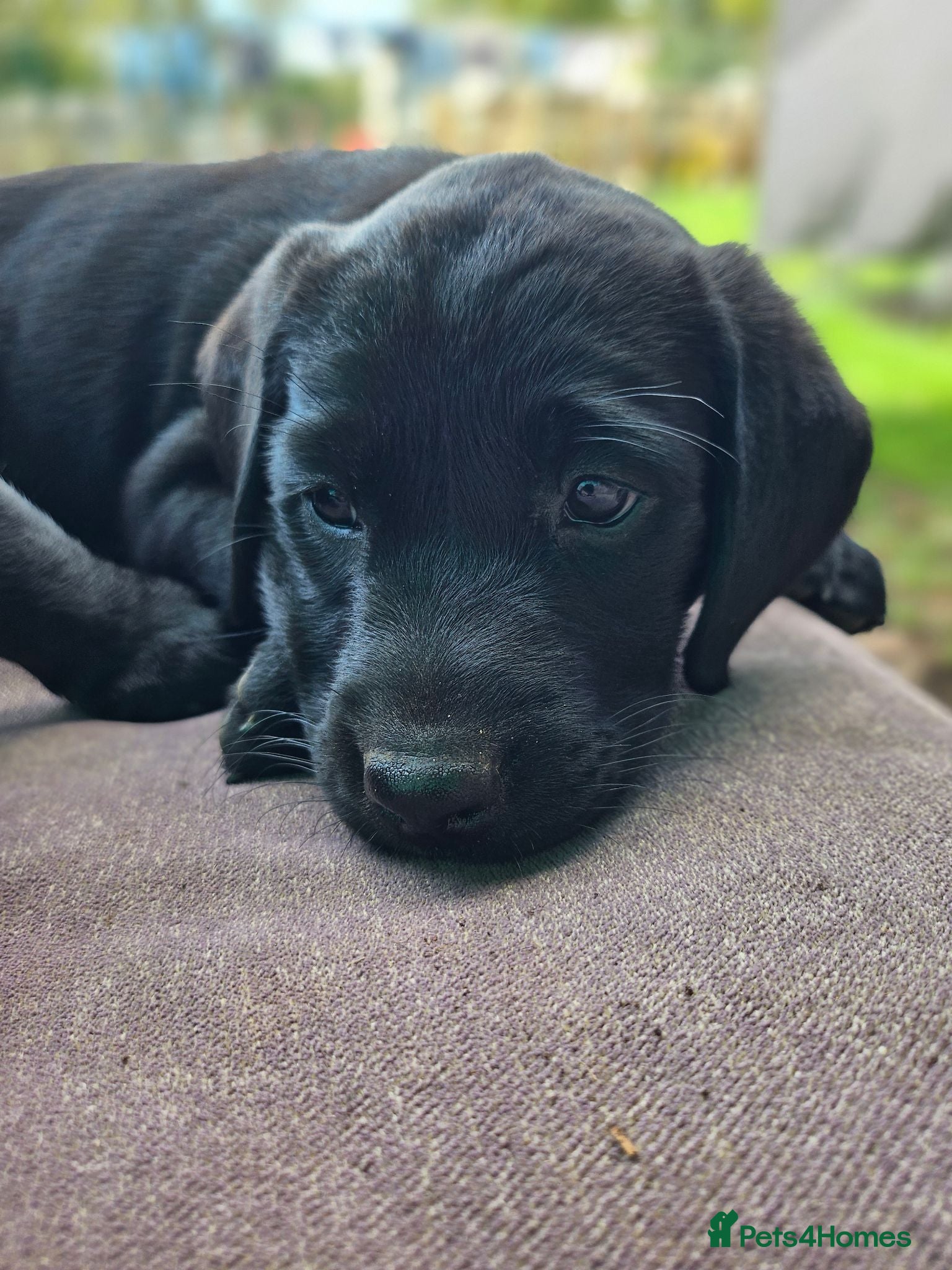 Labrador Retriever dogs Ready this Sunday 30/8- last black boy - Advert 2