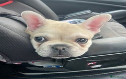 French Bulldog dogs for sale: 2 beautiful French bulldog puppies - Advert 16