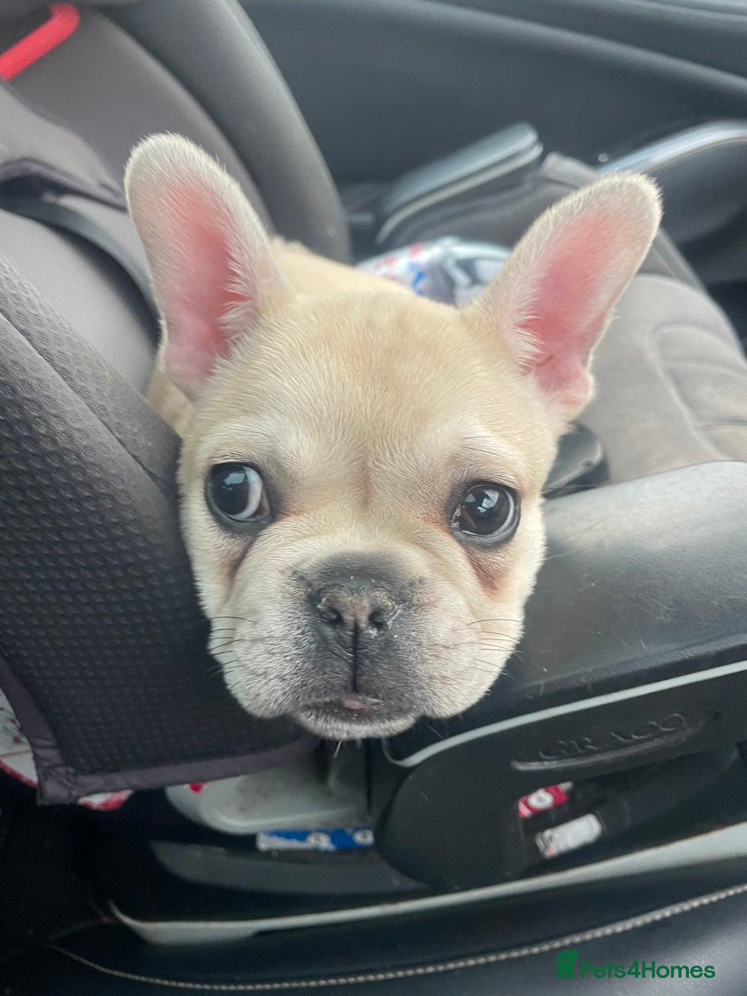 French Bulldog dogs for sale: 2 beautiful French bulldog puppies - Advert 16