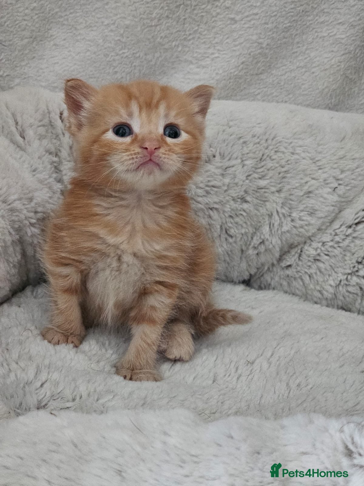 Mixed Breed cats Beautiful Ragdoll Cross Kittens - Advert 2