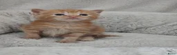 Mixed Breed cats for sale: Ready Saturday - Gorgeous Ragdoll X Ginger Kitten - Advert 25