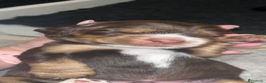 Cocker Spaniel 1