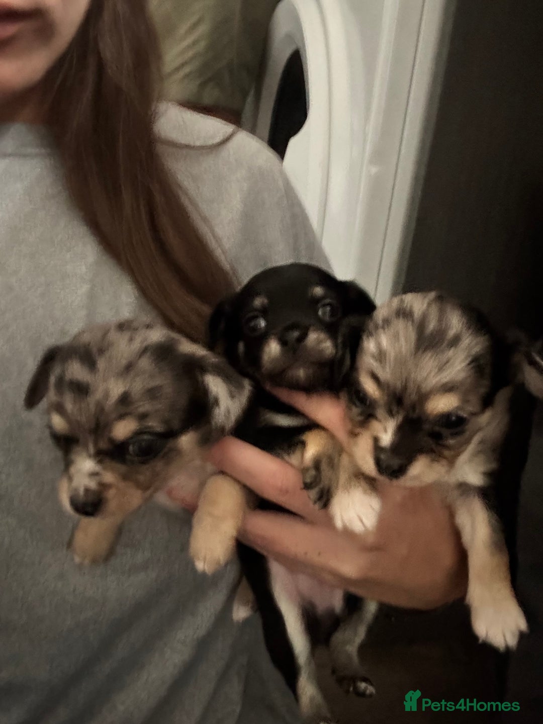 Chihuahua dogs for sale: 3 beautiful chihuahuas  - Image 7
