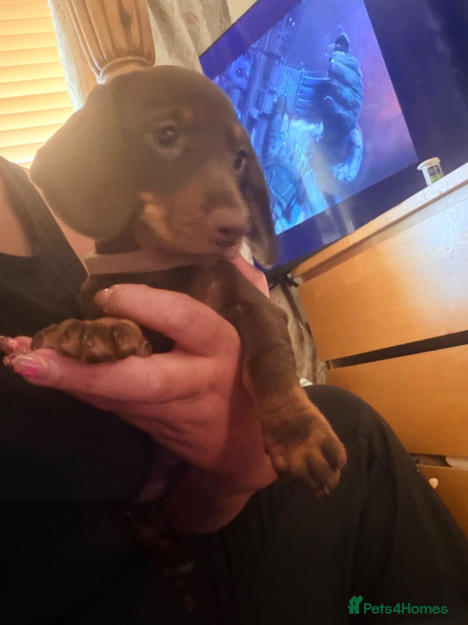 Miniature Dachshund dogs FULLY VACCINATED miniature Daschund babies - Advert 16