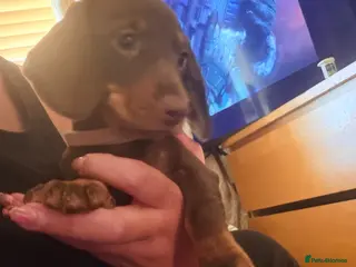 Miniature Dachshund dogs FULLY VACCINATED miniature Daschund babies - Advert 16