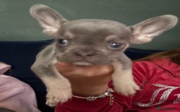 French Bulldog dogs for sale: French bulldog puppies ***ALL SOLD *** - Image 11