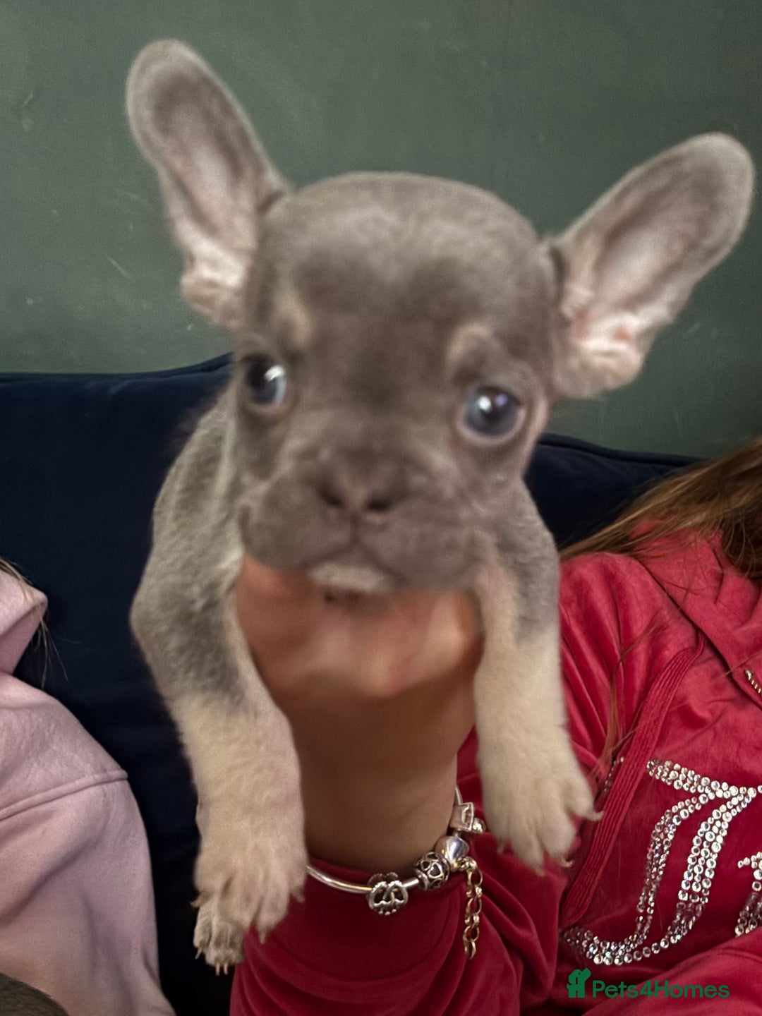French Bulldog dogs for sale: French bulldog puppies ***ALL SOLD *** - Image 11