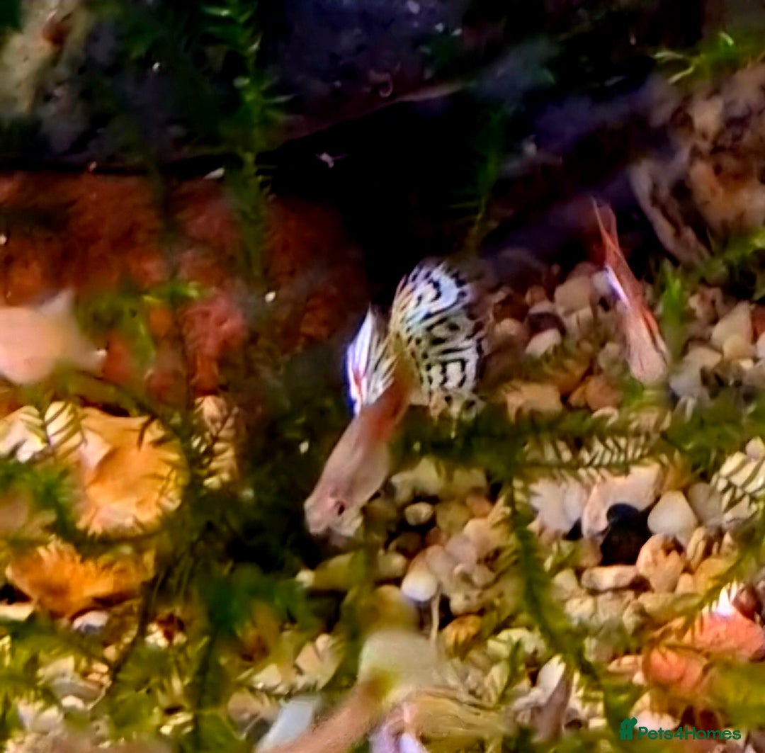 Bettas fish for sale: topaz guppies albino mix - Advert 16