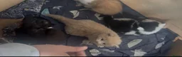 Mixed Breed cats for sale: Beautiful Mixed Breed Kittens - Advert 11
