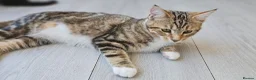 Siberian cats for sale: Stunning half Siberian kittens ready to be rehome. - Advert 7