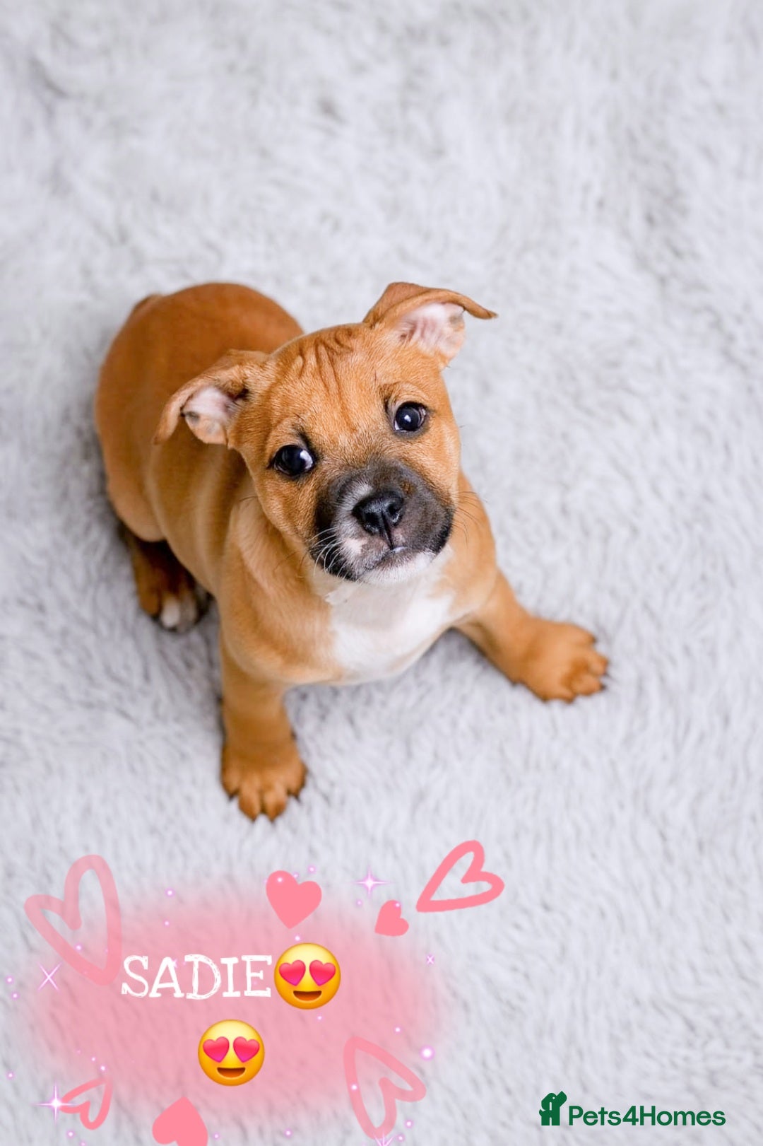 Staffordshire Bull Terrier dogs RED & WHITE SHORT & STOCKY TYPE PUPS AVAILABLE  - Advert 4