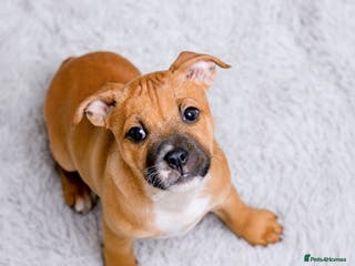 Staffordshire Bull Terrier dogs RED & WHITE SHORT & STOCKY TYPE PUPS AVAILABLE - Advert 2