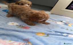 Cavapoo dogs for sale: * Cavapoo Boys available * - Image 23