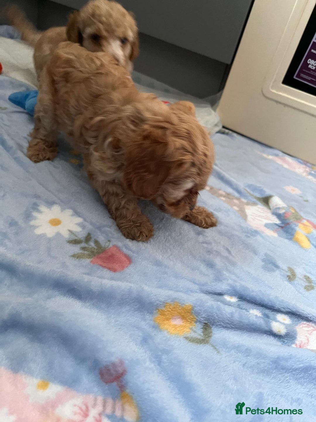 Cavapoo dogs for sale: * Cavapoo Boys available * - Image 23