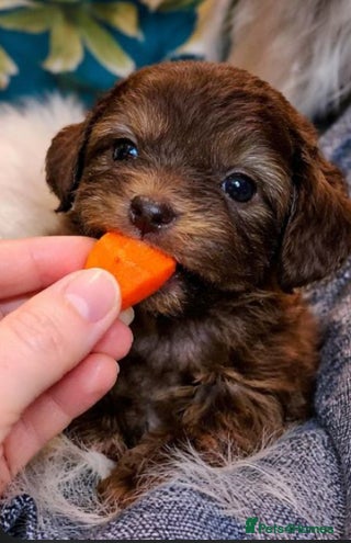 Shihpoo dogs WAITING LIST Toy shihpoo 2026 spring babies  - Advert 7