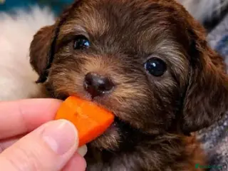 Shihpoo dogs WAITING LIST Toy shihpoo 2026 spring babies - Advert 2