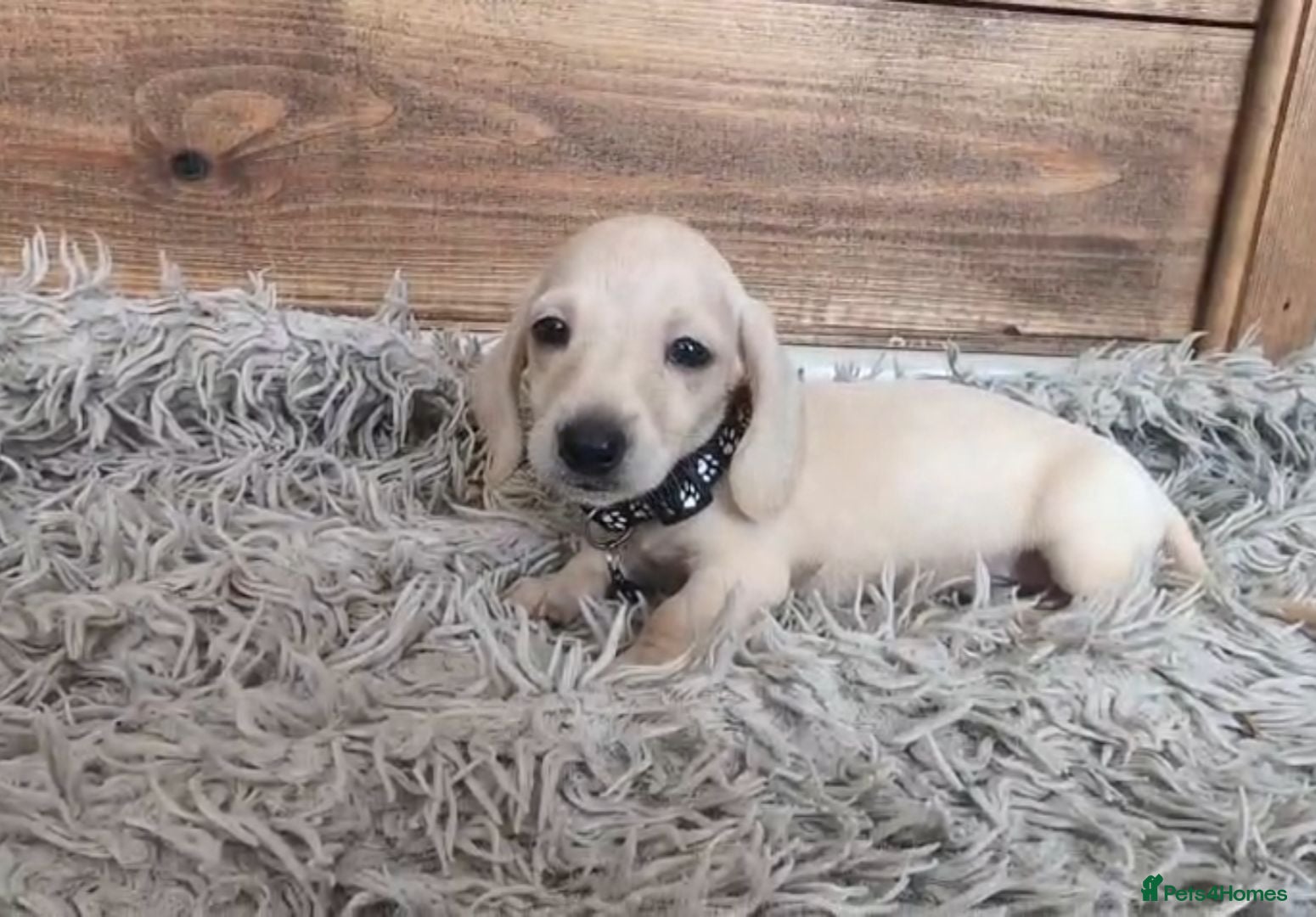 Miniature Dachshund dogs 🐾 Beautiful Miniature Dachshund Puppies 🐾 - Advert 1