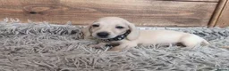 Miniature Dachshund dogs for sale: 🐾 Beautiful Miniature Dachshund Puppies 🐾 - Advert 36