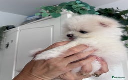 Pomeranian dogs for sale: Adorable White Teddy-Bear Pom Puppies! - Image 6
