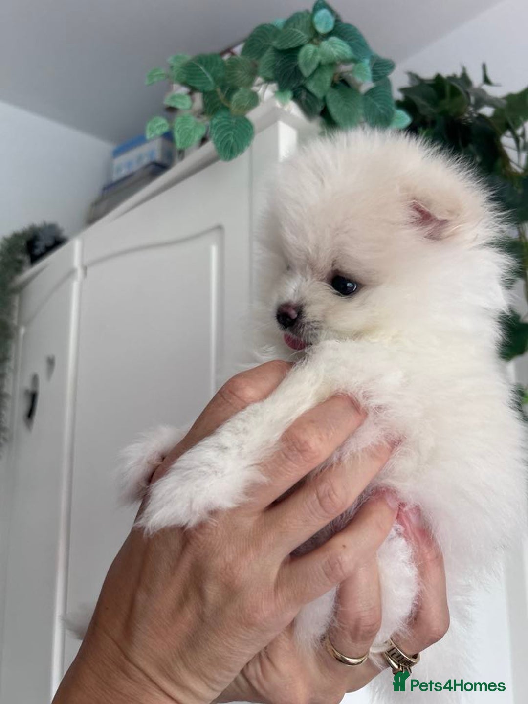 Pomeranian dogs for sale: Adorable White Teddy-Bear Pom Puppies! - Image 6