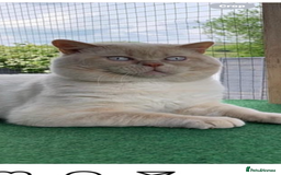 British Shorthair cats for sale: BSH Kittens 2 Chocolate / Salmon tip girl - Image 8