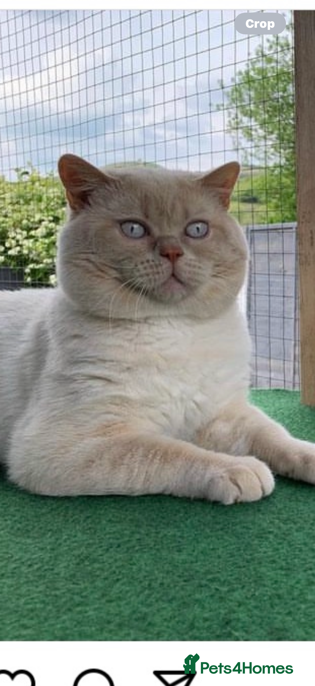 British Shorthair cats for sale: BSH Kittens 2 Chocolate / Salmon tip girl - Image 8