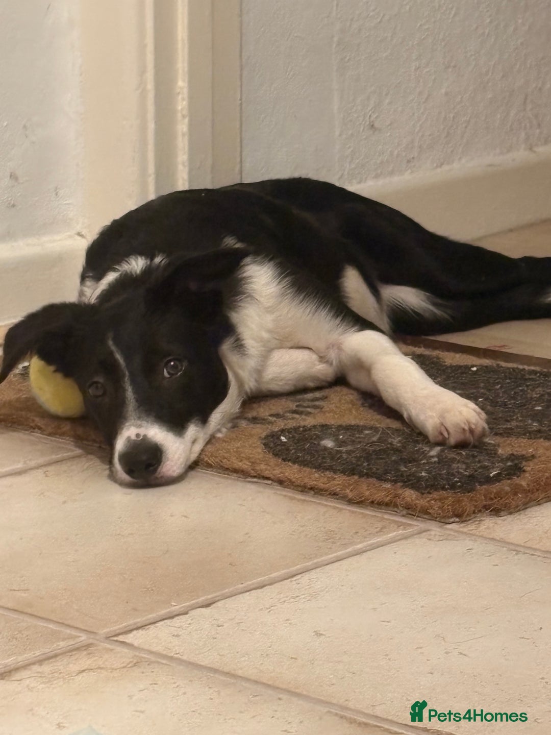 Border Collie dogs for sale: Yuki (available asap) - Image 3