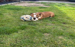 English Bulldog dogs for sale: 9 month old female bulldog standard  - Image 2