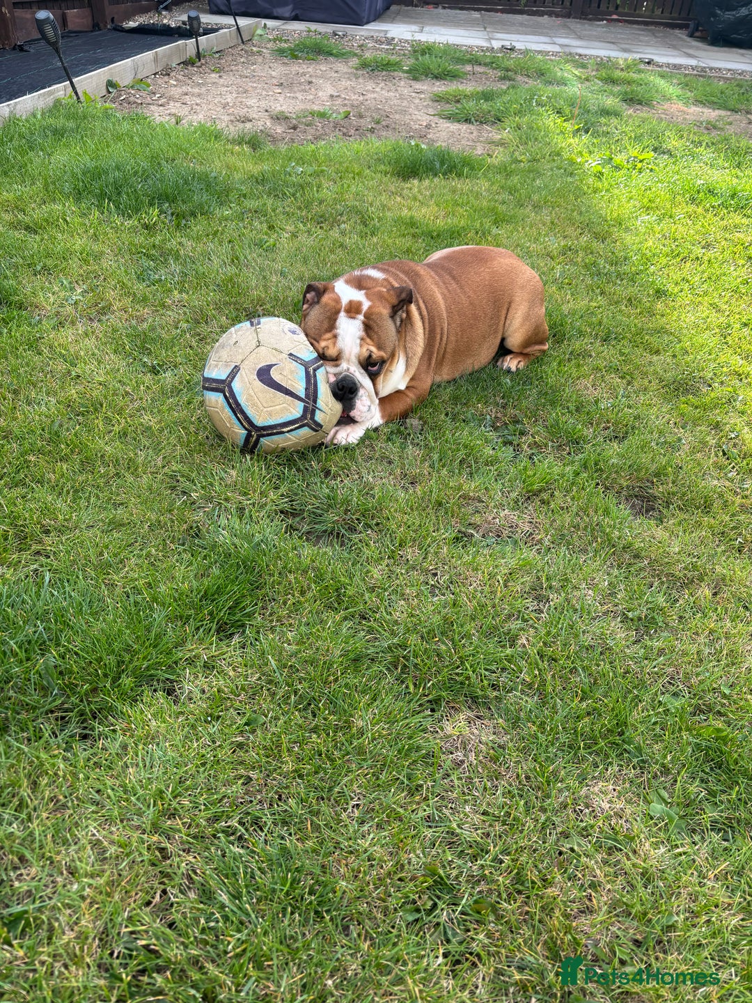 English Bulldog dogs for sale: 9 month old female bulldog standard  - Image 2