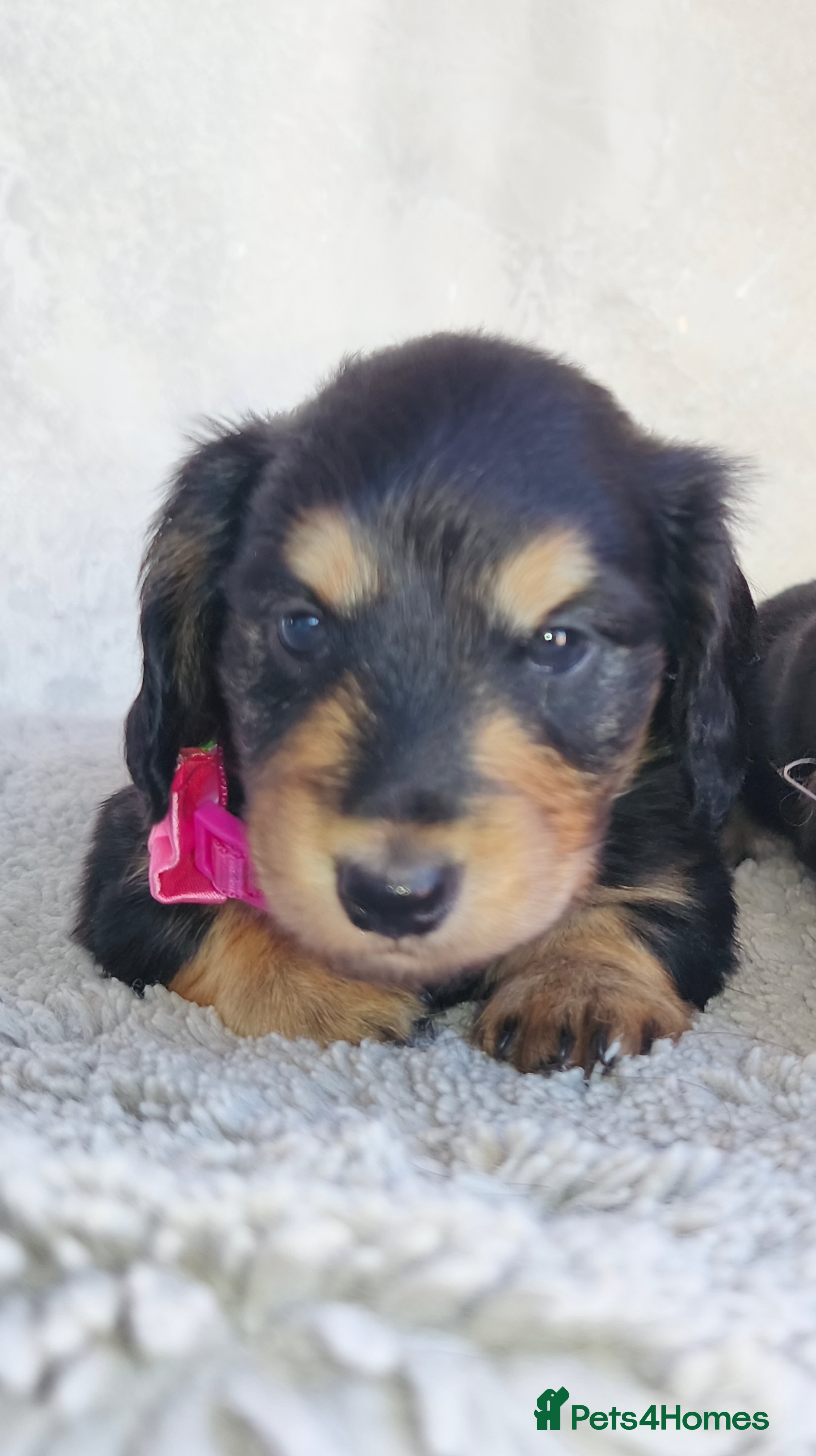 Miniature Dachshund dogs Stunning Long haired mini dachshunds  - Advert 2