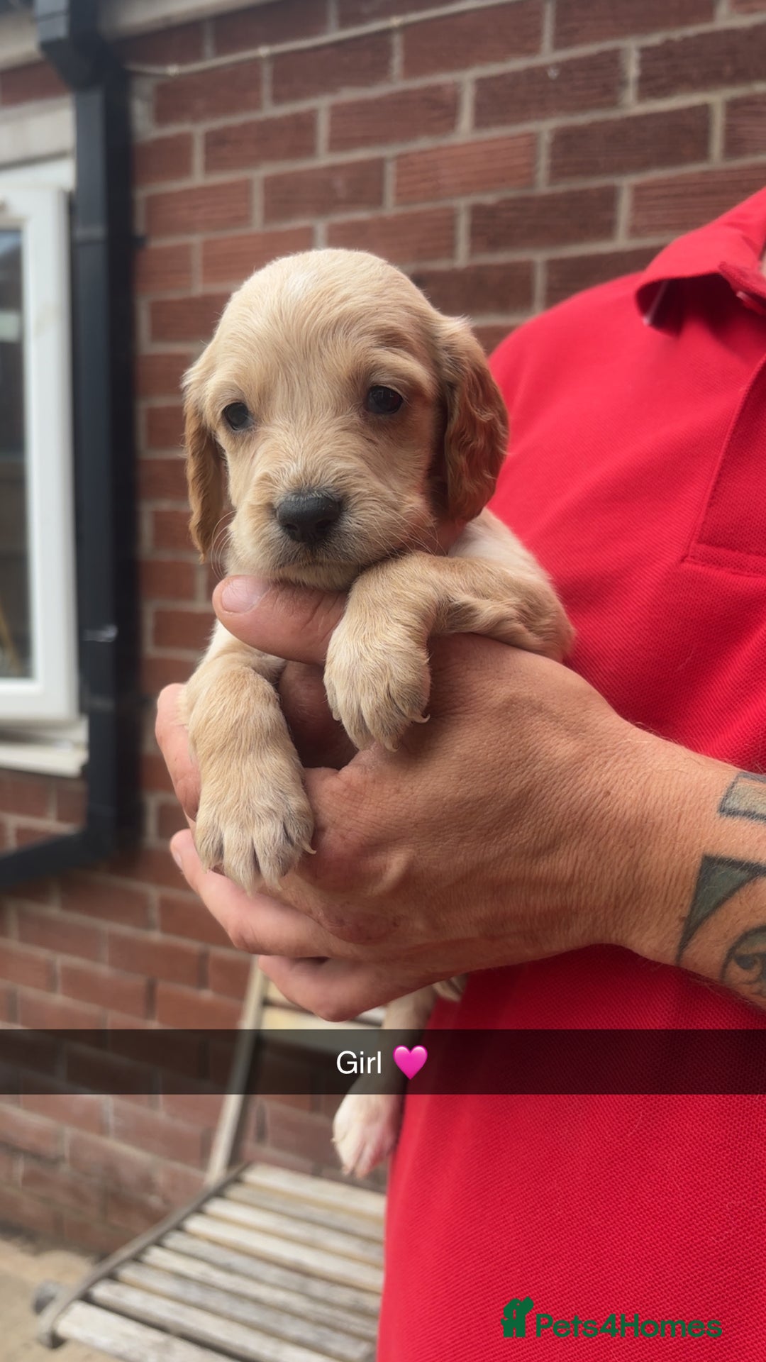 Mixed Breed dogs for sale: Beautiful Sprizla Puppies  - Image 4