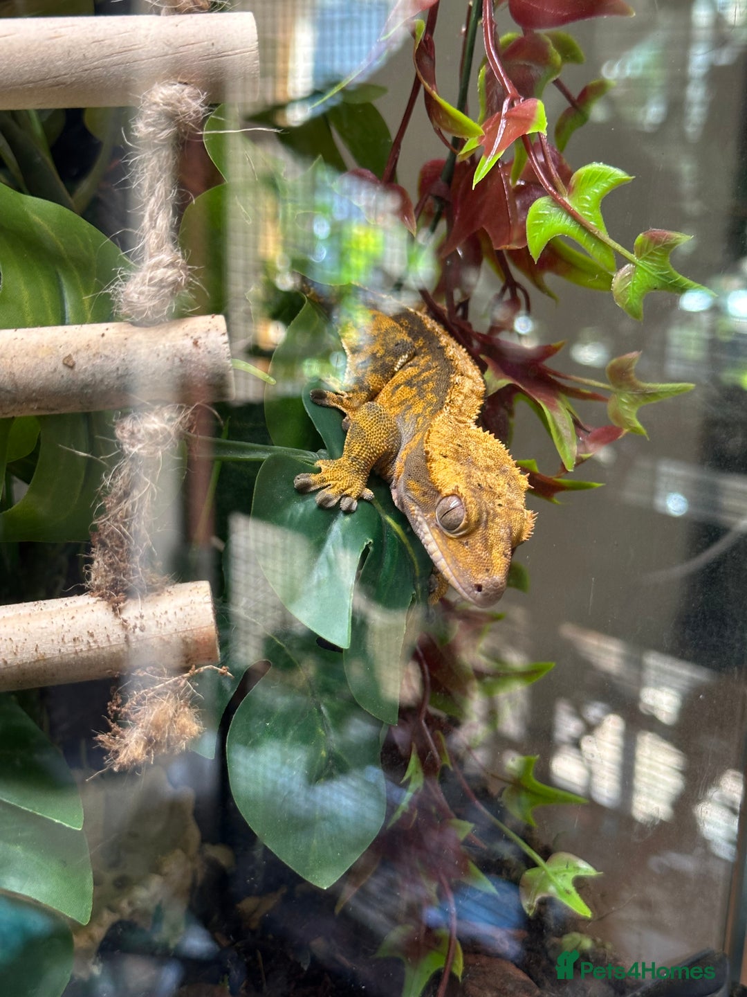 Gecko reptiles for sale: 2 cresties for sale  - Advert 2