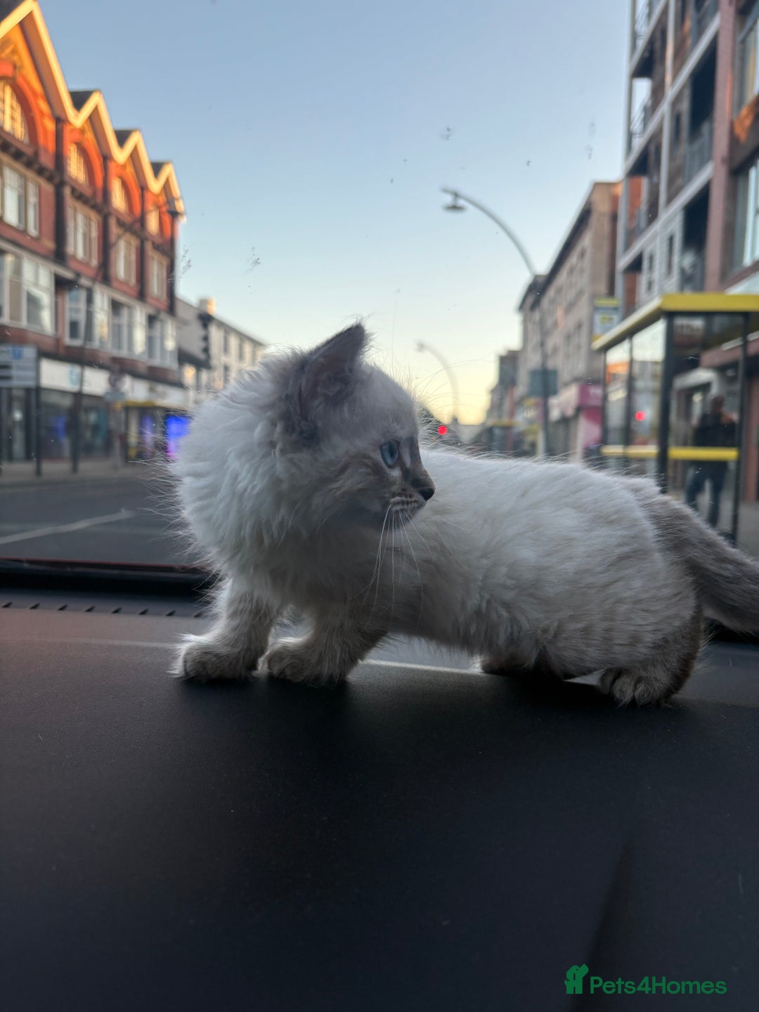 Ragdoll cats for sale: Ragdoll kitten - Image 6