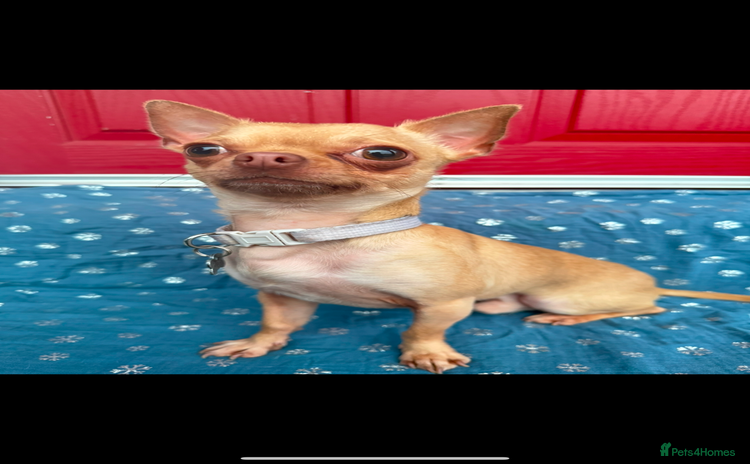 Chorkie dogs - Advert 1