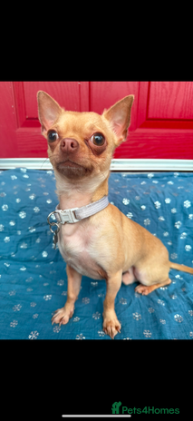 Chorkie dogs - Advert 1