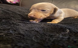 Miniature Dachshund dogs for sale: Stunning little boys - Image 7
