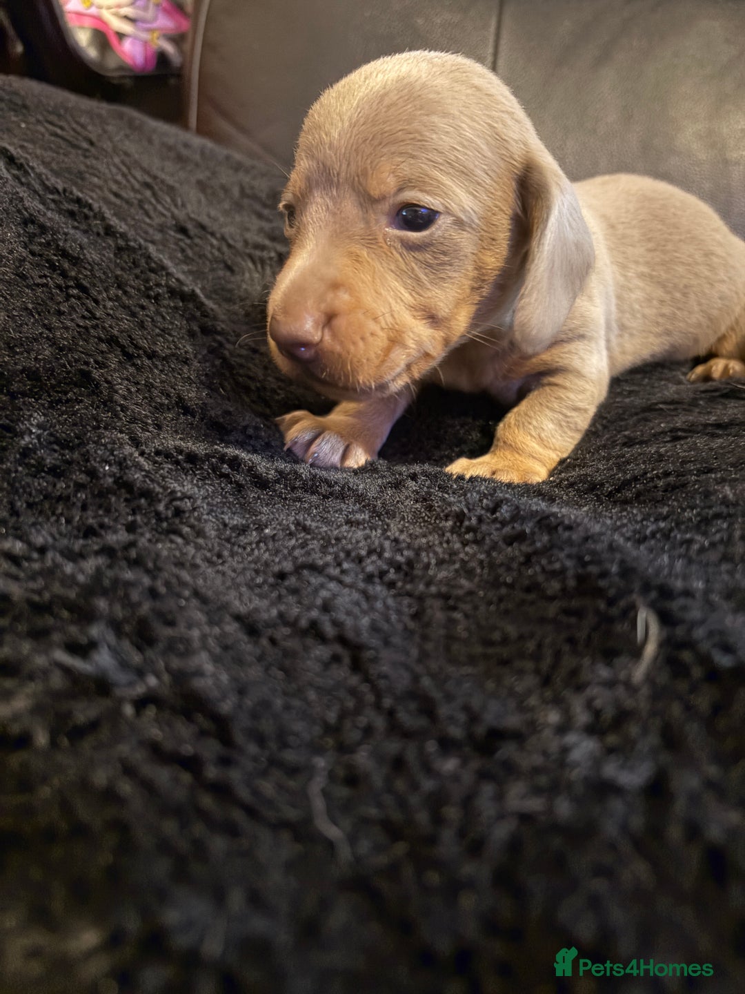 Miniature Dachshund dogs for sale: Stunning little boys - Image 7