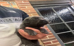 Labrador Retriever dogs for sale: Charcoal boy & silver girl  - Image 6
