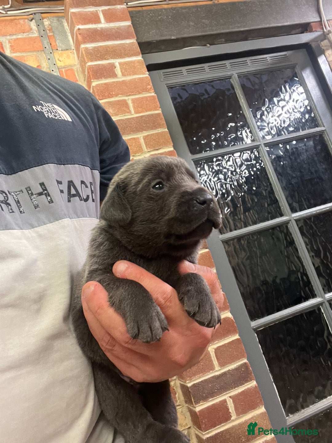 Labrador Retriever dogs for sale: Charcoal boy & silver girl  - Image 6